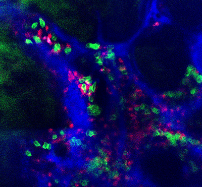 An image of b cells inside a live mouse bone.