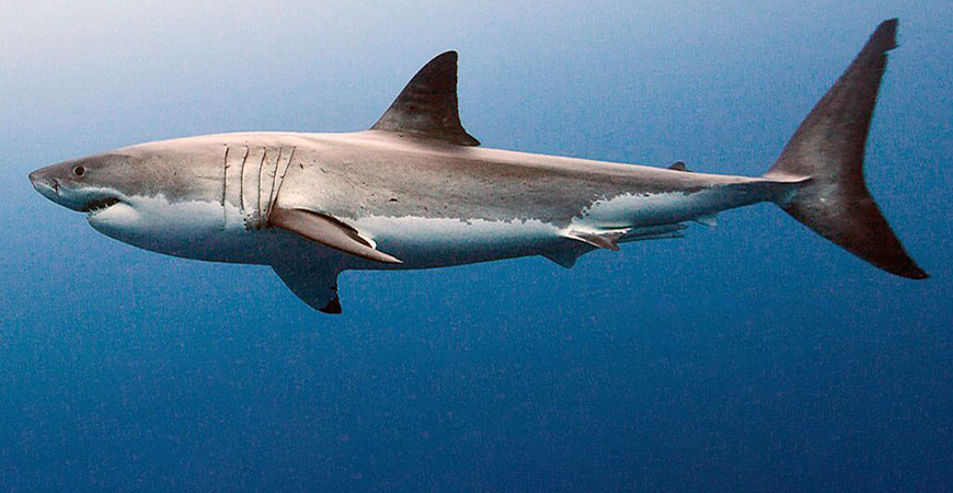 An artist's rendering of megalodon. Image by Elena Regina, The Australian Museum.