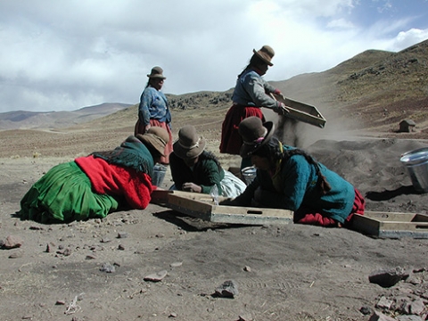 A group of communeros, or villagers, from Jachacachi, Peru, help excavate the site where evidence of potato domestication was found. 